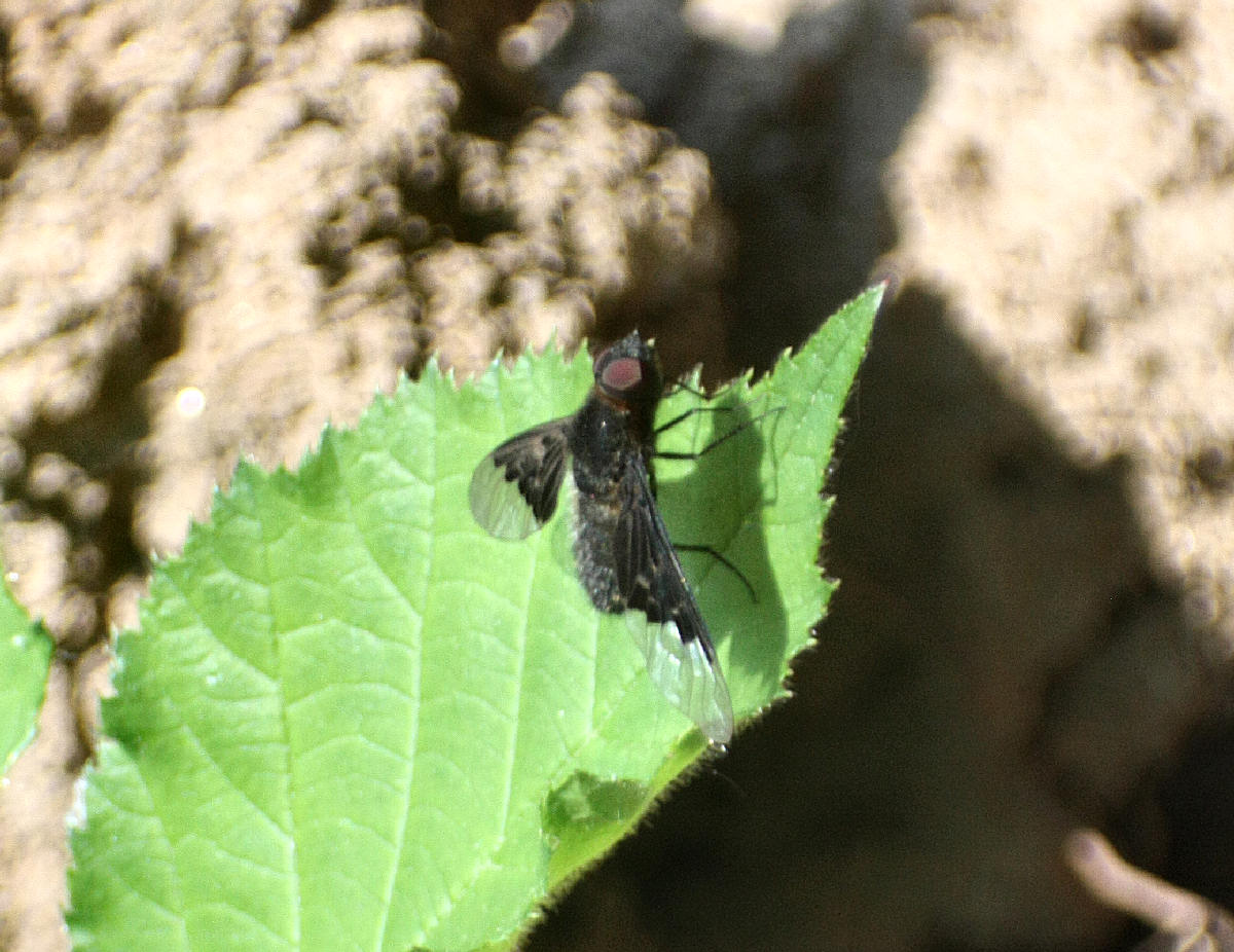 Hemipenthes morio   ????